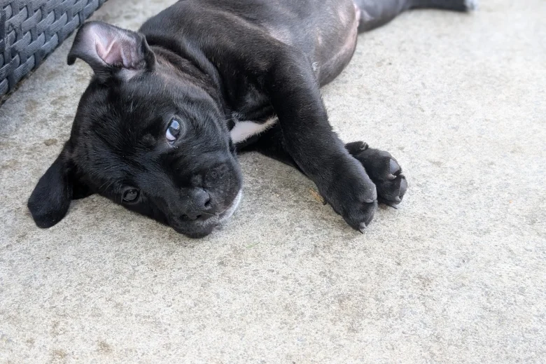 Staffordshire Bull Terrier