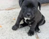 Staffordshire Bull Terrier