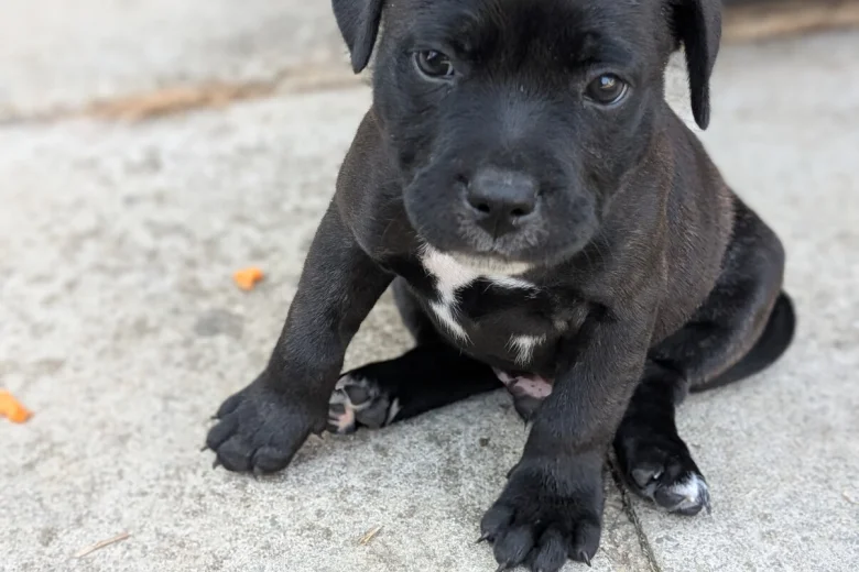 Staffordshire Bull Terrier