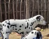 Dalmatian