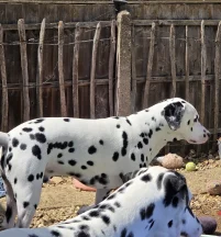Sire