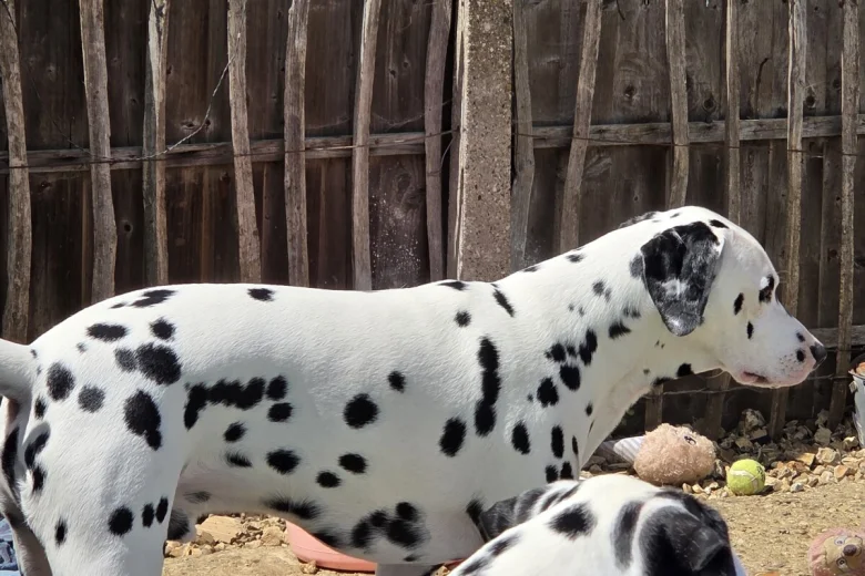 Dalmatian