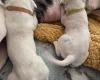 Dalmatian