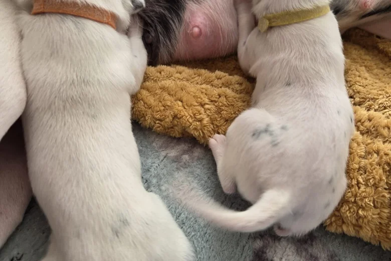 Dalmatian