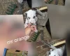 Dalmatian