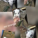 Dalmatian