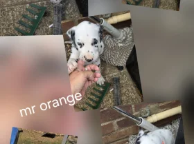 Dalmatian