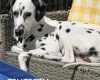 Dalmatian