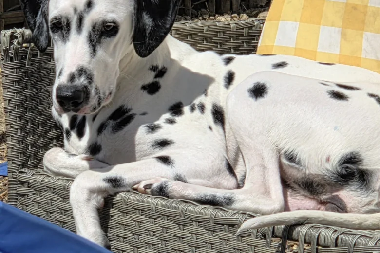 Dalmatian