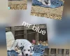 Dalmatian