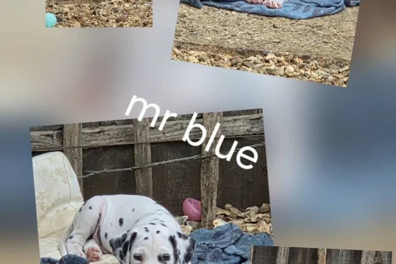 Dalmatian