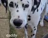 Dalmatian