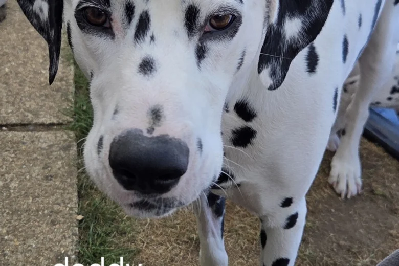 Dalmatian