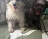 Pomapoo