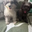 Pomapoo