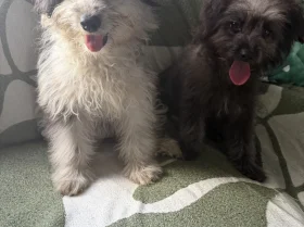 Pomapoo