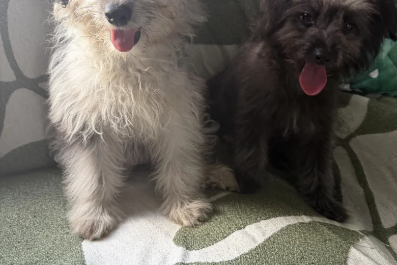 Pomapoo