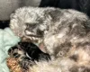 Pomapoo