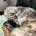 Pomapoo