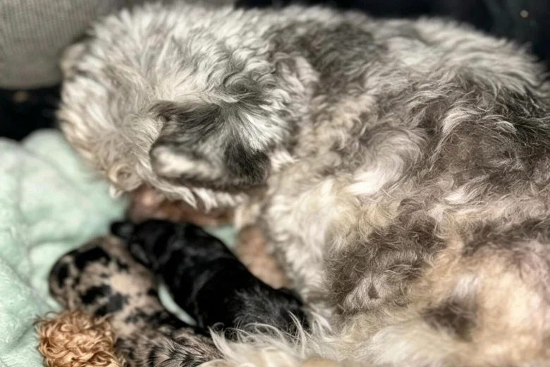 Pomapoo