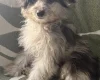 Pomapoo