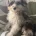 Pomapoo