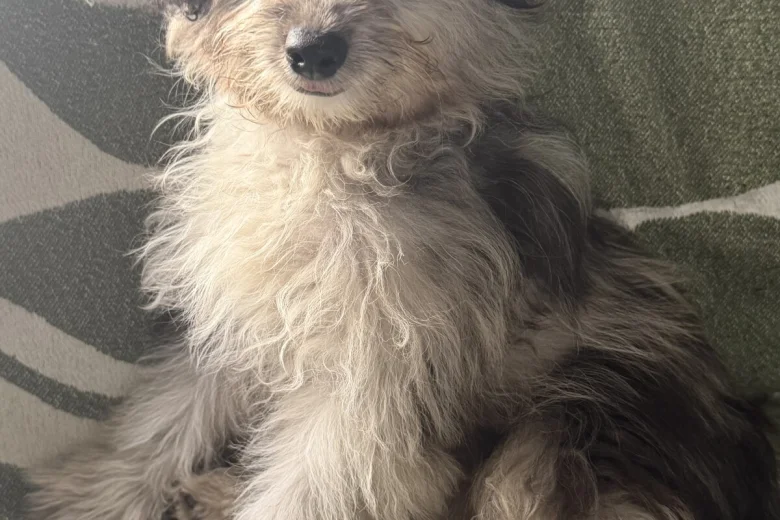 Pomapoo
