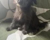 Pomapoo