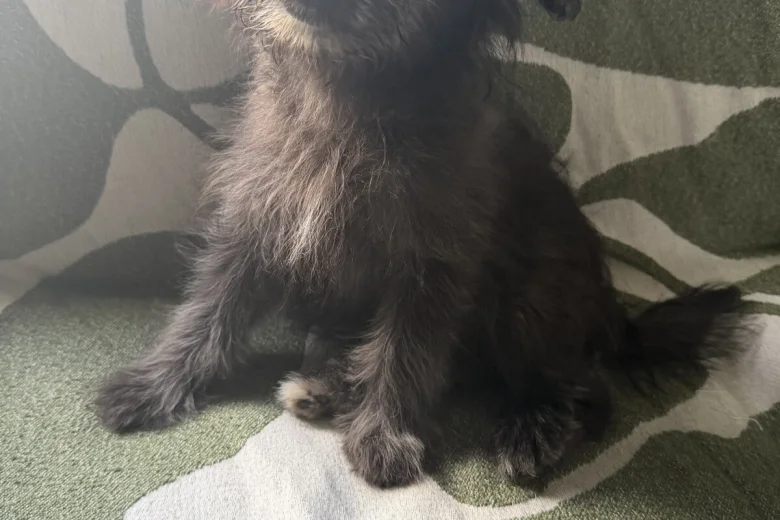 Pomapoo