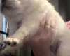 Chow Chow