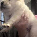 Chow Chow