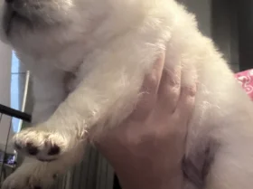 Chow Chow