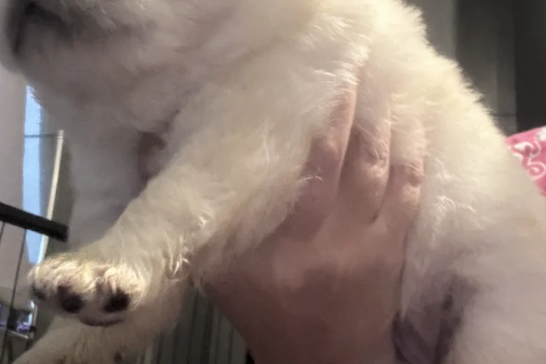 Chow Chow