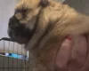 Chow Chow