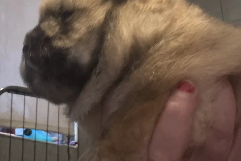 Chow Chow