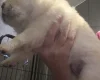 Chow Chow