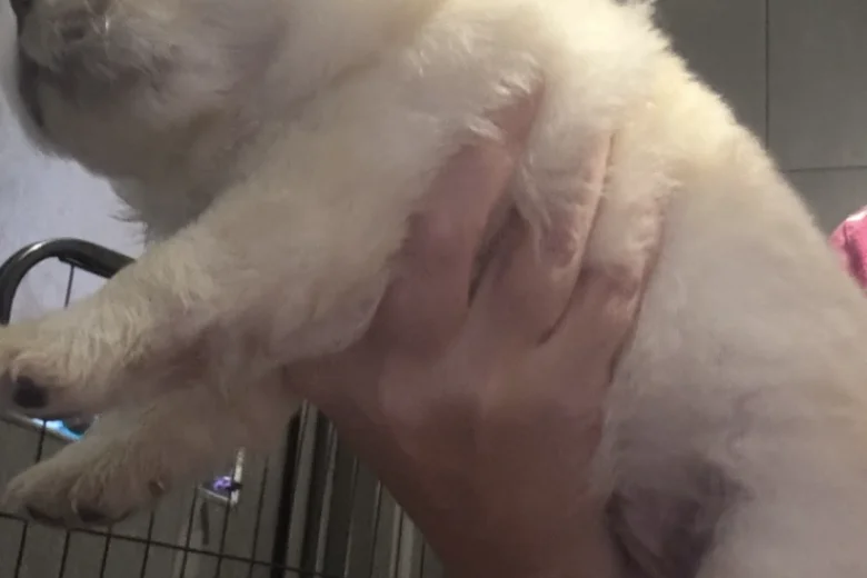 Chow Chow