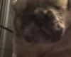 Chow Chow