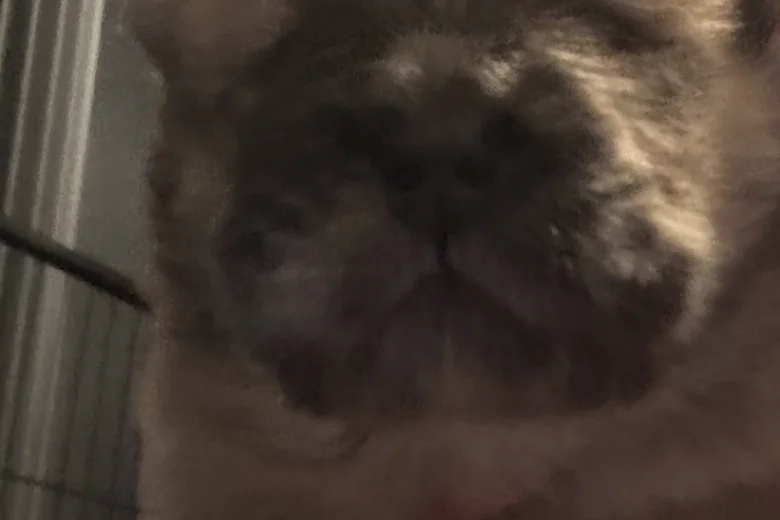 Chow Chow