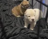 Chow Chow