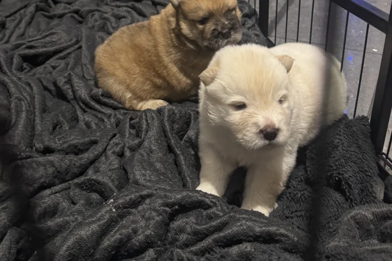 Chow Chow