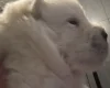 Chow Chow