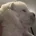 Chow Chow