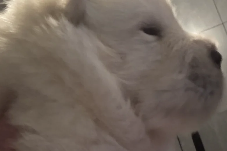 Chow Chow