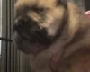 Chow Chow