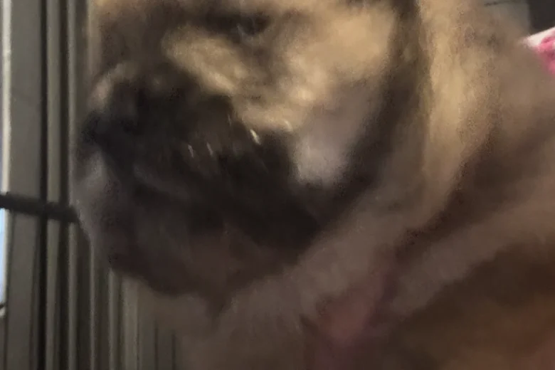Chow Chow