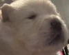 Chow Chow