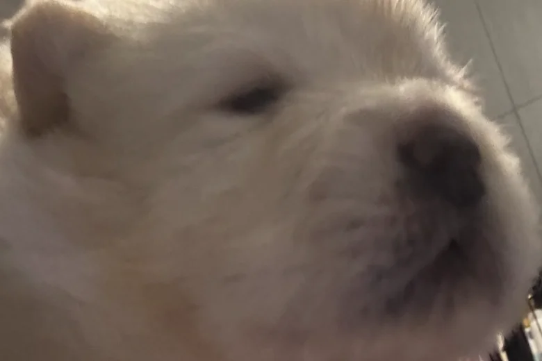 Chow Chow