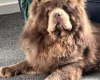 Chow Chow