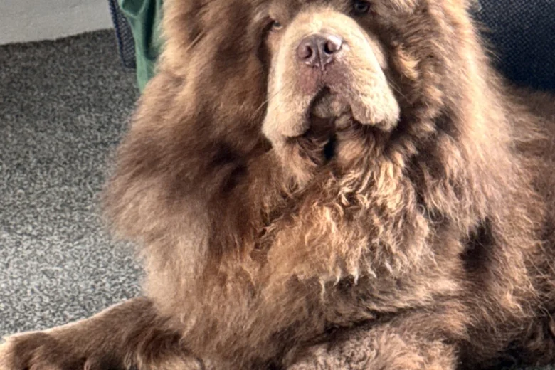 Chow Chow